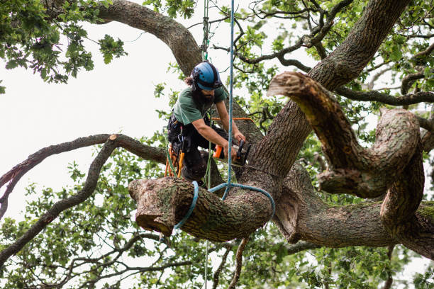 Best Seasonal Cleanup (Spring/Fall)  in Laverne, OK