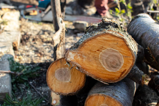 Best Commercial Tree Services  in Laverne, OK