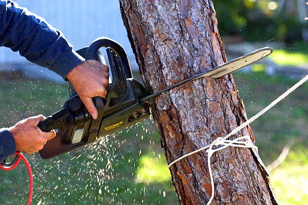 Laverne, OK Tree Care Company