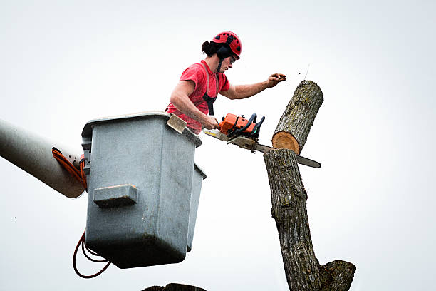 How Our Tree Care Process Works  in  Laverne, OK