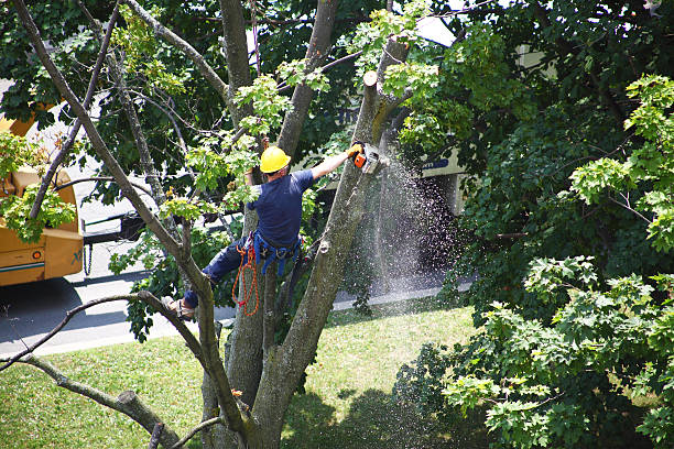 Tree and Shrub Care in Laverne, OK